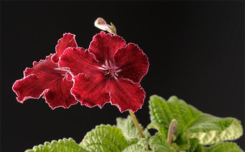 Fiore di streptocarpus bordeaux