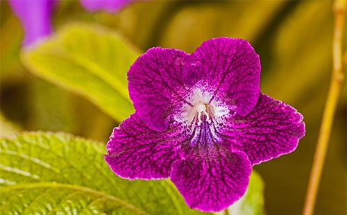 Streptocarpus fiore