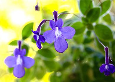 Fiore di streptocarpus blu