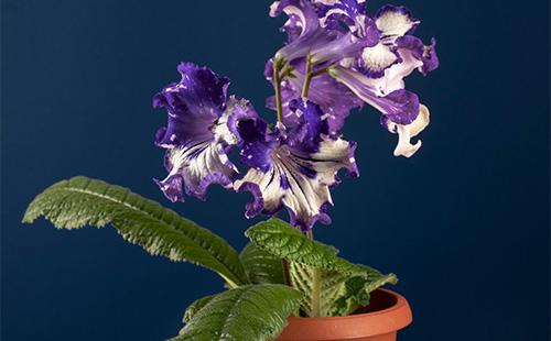 Streptocarpus in una pentola