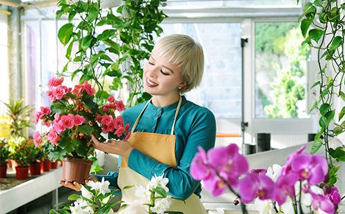 La ragazza ammira la begonia