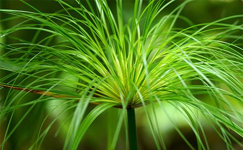 Cyperus inflorescence