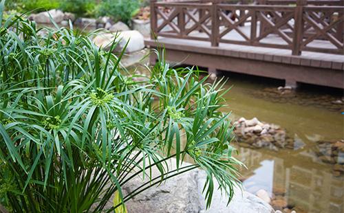 Cyperus in giardino