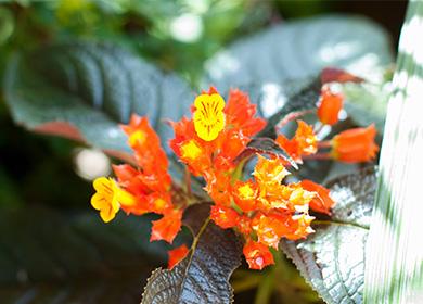 Paglalarawan ng bulaklak