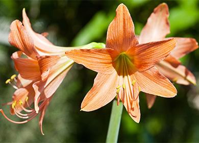 Fiori iperastrici