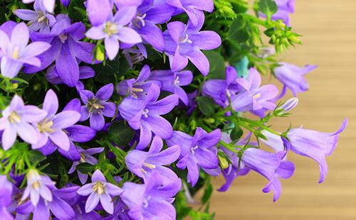 Abbondante fioritura di campanula