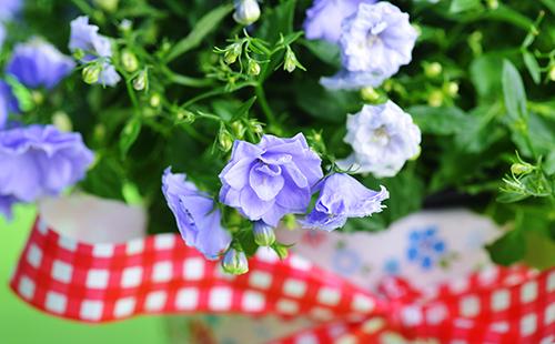 Fiori di spugna blu