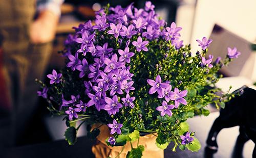 Fiori viola in una pentola