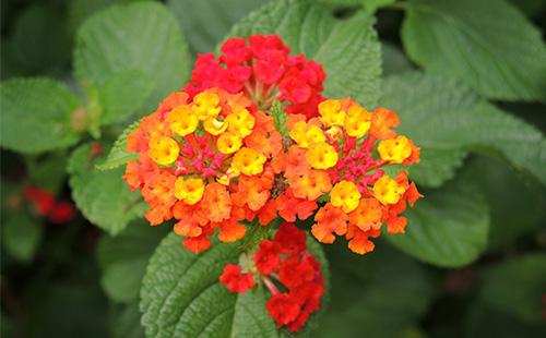 Arancia Lantana