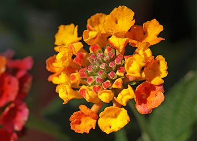 Fiore di lantana