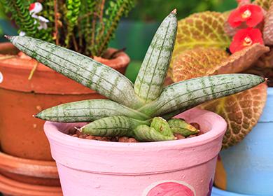 Sansevieria cilindrica in vaso rosa