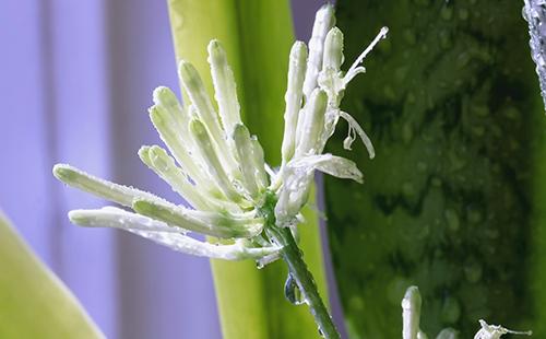 Raro fiore bianco