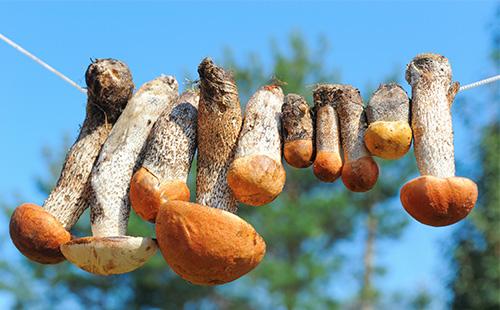 I funghi vengono essiccati su una stringa