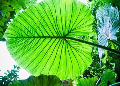 Alocasia - grandi foglie verdi