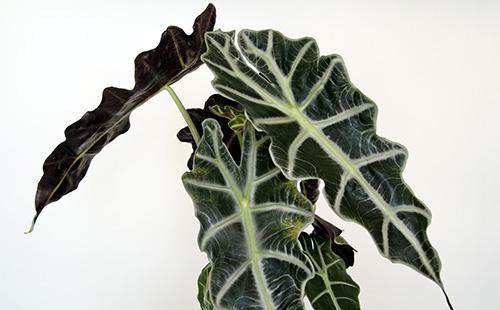 Foglie verde scuro di alocasia