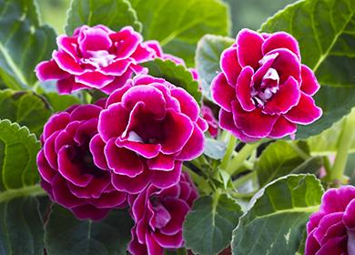 Fiori rosa gloxinia