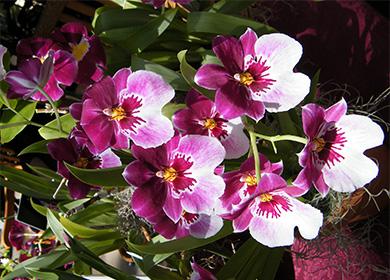 Miltonia Flowers