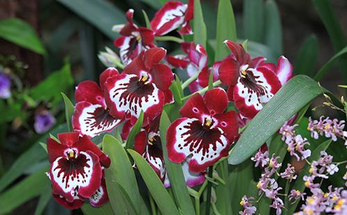 Fiori rossi di Miltonia