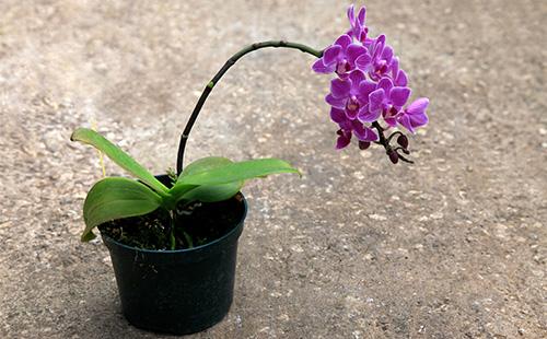 Miltonia in una pentola