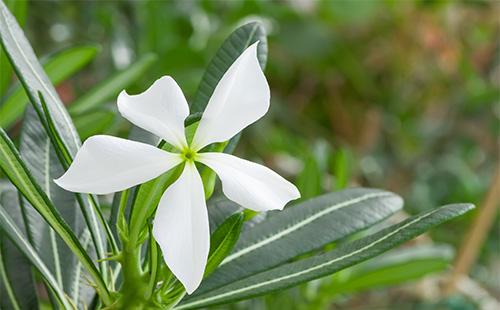 Fiore di Pachypodium