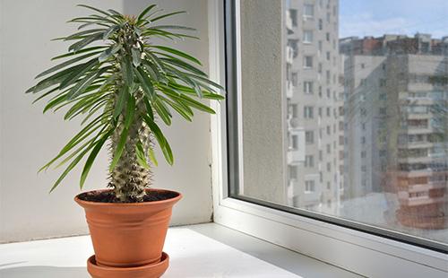 Pachypodium in una pentola sul davanzale della finestra