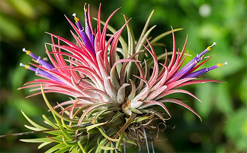 Fiore di Tillandsia