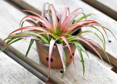 Tillandsia in vaso