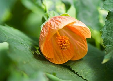 Abutilon Fiore