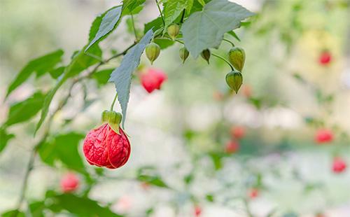 Fiori rossi di Abutilon