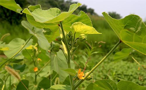 Foglie Di Abutilon