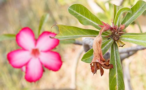 Fiore appassito della rosa del deserto