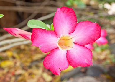 Fiore Adenium Lampone Grande