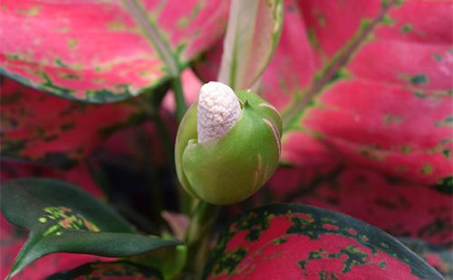 Fioriture di aglaonema