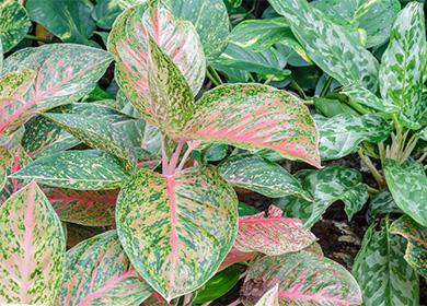 Foglie verdi di aglaonema