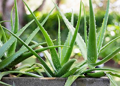 Aloe in una pentola