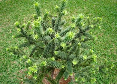 Araucaria Conifera