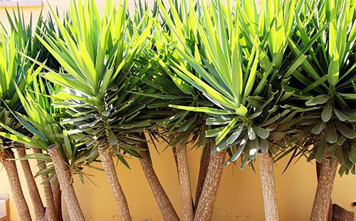 Bauli di dracaena