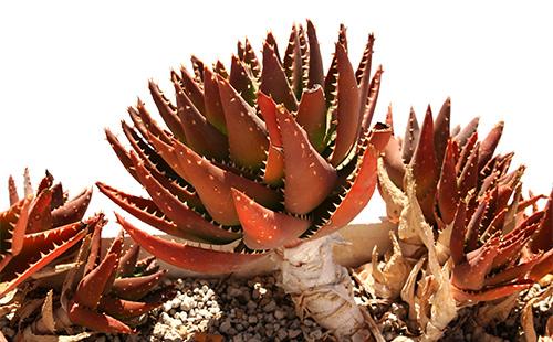 Red Gasteria