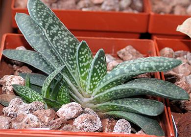 Gasteria succulenta