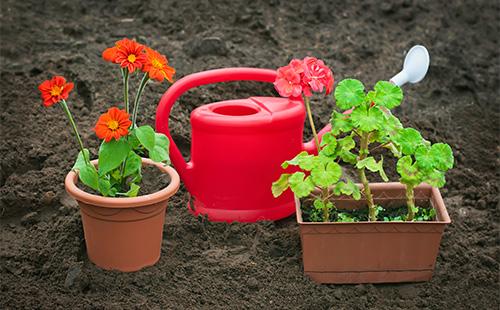 Geranio in vaso e annaffiatoio a terra