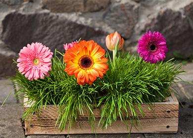 Gerbera in una pentola