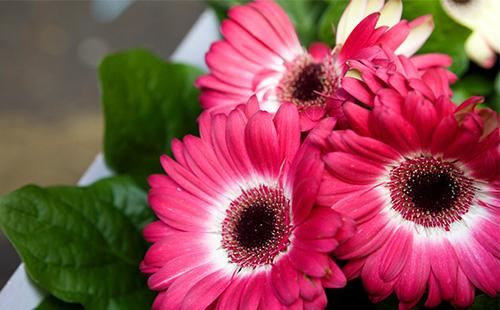 Gerbera rosa