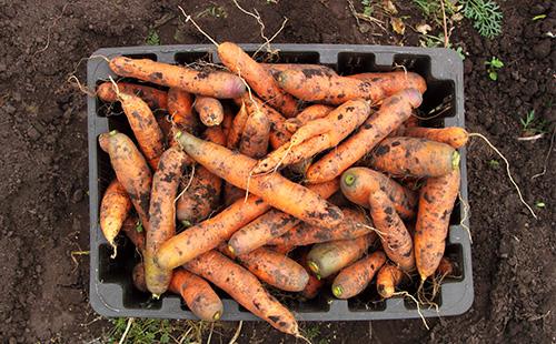 Carota in una scatola