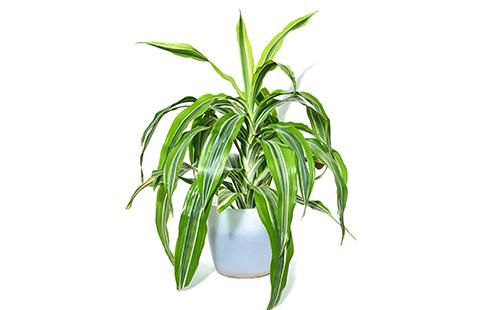 Dracaena su uno sfondo bianco