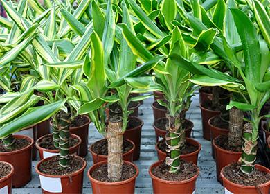 Dracaena in vaso