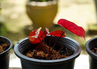 Caladium germogliare in una pentola