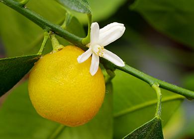 Fiore bianco e frutta matura su un ramoscello