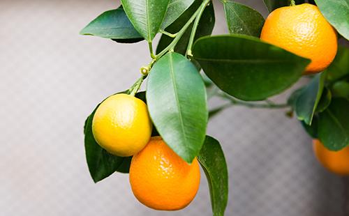 Frutti maturi di calamondina nei rami