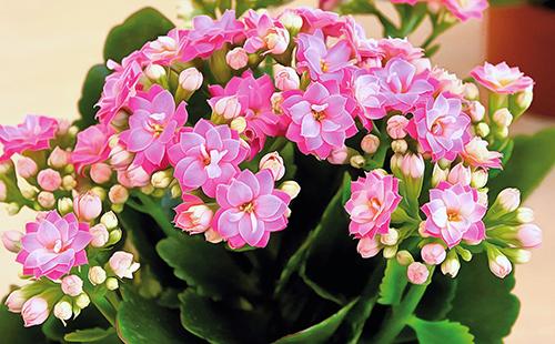 Petali di fiori rosa Kalanchoe