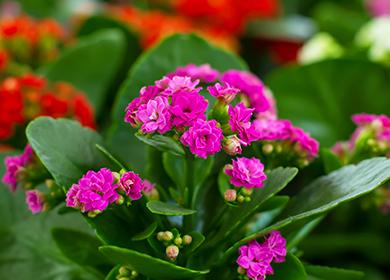 Fiori rosa Kalanchoe